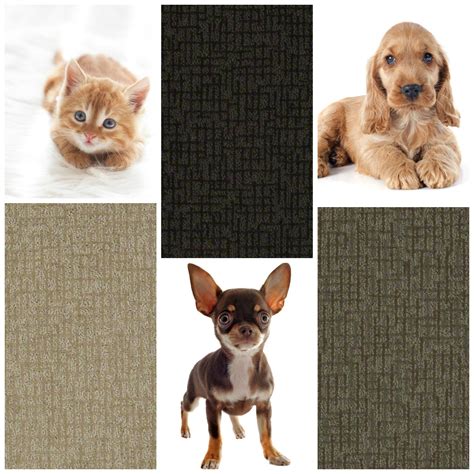 Frieze carpet is made of tightly twisted yarn and adds a textured look to your floor. Chance Carpet from Tuftex Pet Protect Style | Carpet, Grey ...