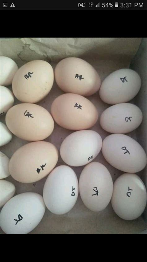 Check spelling or type a new query. Jual jual telur ayam brahma di lapak rina ...
