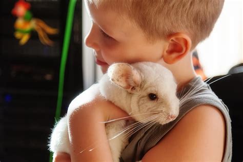 Chinchillas as pets | Low maintenance pets, Pets, Animals ...