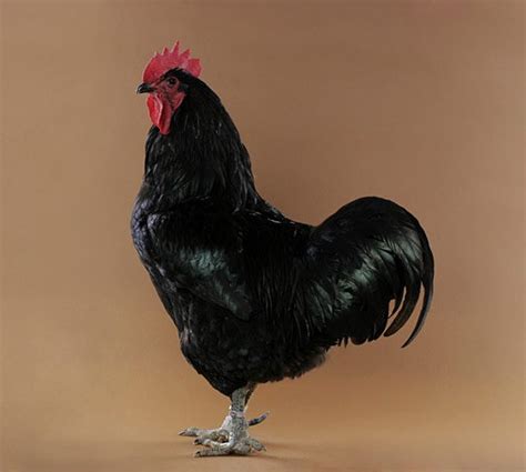 Cookies help us deliver our services. Chicken Pics: Photos of Popular Chicken Breeds (and all ...