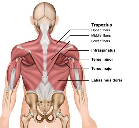 The back's muscles start at the top of the back (named the cervical vertebrae) and go to the tailbone (also named the coccyx). Diagram Of Lower Back Muscles And Ligaments - How Can I ...