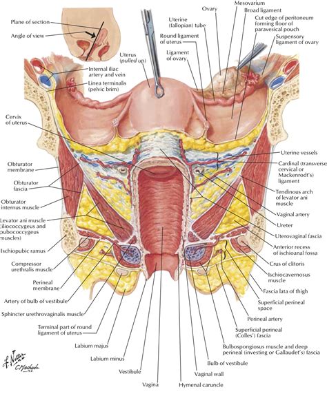 Female reproductive organs in the pelvic cavity include the uterus, ovaries and fallopian tubes. Viscera:Uterus | RANZCRPart1 Wiki | Fandom