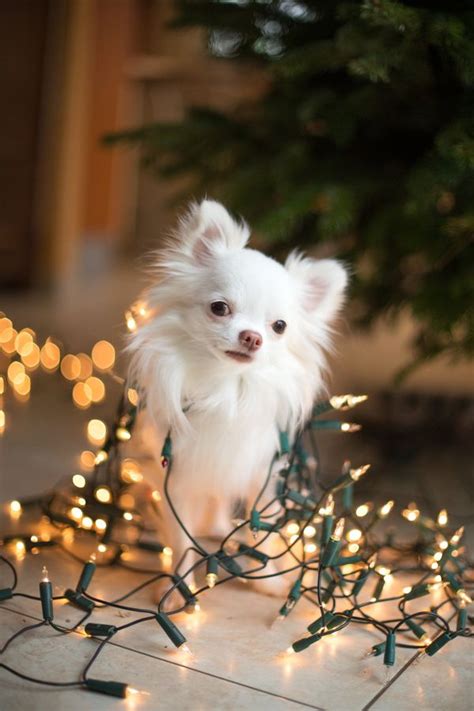 Cats tangled christmas lights in christmas costume. 15 Weird Photos Of People Tangled In Christmas Lights ...