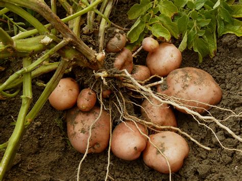 This is a difficult question because if you do have the absolute best and easiest cactus to grow from cuttings are the stalks of long, thick, and. Is Potato a Vegetable? Everyone Seems to Get This Wrong