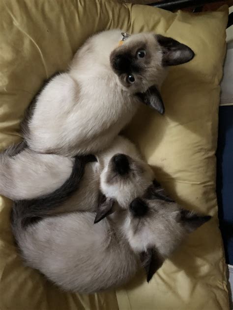 Search through thousands of siamese cats adverts in the usa and europe at animalssale.com. Siamese Cats For Sale | Sanford, ME #303921 | Petzlover