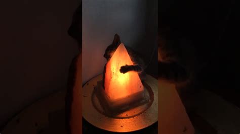 New cat supplies buying guide. Young Cat Found Blissfully Hugging Warm Lamp - YouTube