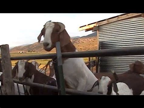 Goat is a boer goat. Kaziah the Goat Woman - Sawing a Goat Horn - Clip - YouTube