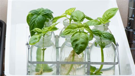 How to root basil cuttings in water. Rooting Basil Cuttings for Endless Harvest - Amazing Herb ...