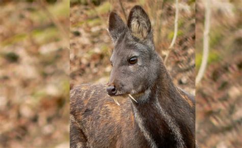 This video teaches you animal names in hindi (हिंदी में प्राणियों के नाम. Sikkim Animals Name Musk Deer - Do You Know Which Are The ...