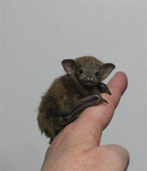 It's ears, nose shape and fur type are all wrong. The Bumblebee Bat Is The World's Smallest Mammal