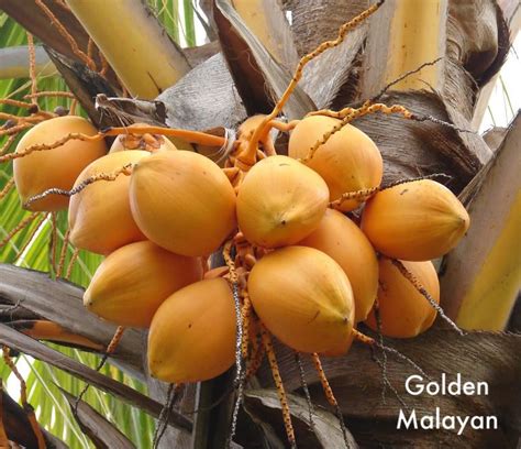 Five coconut varieties (malayan green dwarf (mgd), malayan yellow dwarf (myd), malayan orange dwarf (mod), wat and hybrid (hy) varieties) derived from the nigerian institute for oil palm research (nifor) tall and exotic malayan dwarf parents were evaluated for bunch and nut. Polynesian Produce Stand : LIVE PLANT Malayan Dwarf Golden ...