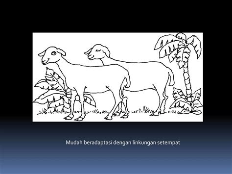 Amatilah apakah kebanyakan cempe (anakan kambing) dalam satu keluarga kambing tersebut dilahirkan dengan pola yang sama, misalnya bulu, telinga, dan kepala. PPT - Domba dan Kambing PowerPoint Presentation, free ...