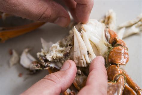 If you have too much water, ladle out excess and discard. How To Cook, Clean and Pick Crab - Australian ...