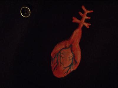 The atrium and the ventricle. Cardiovascular system of fish: how many chambers of the ...