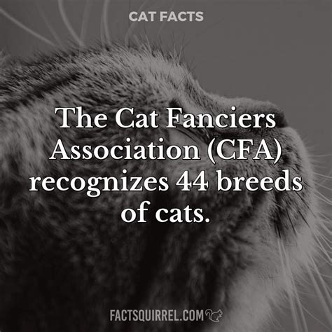 42 breeds are eligible to compete in the championship, premiership, kitten and veteran classes. The Cat Fanciers Association (CFA) recognizes 44 breeds of ...