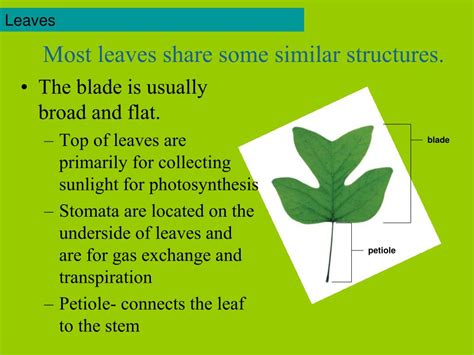 Perhaps the most familiar feature of cacti, spines can vary greatly in appearance, shape, size, and color. PPT - Plants Classification & Structure and Function ...