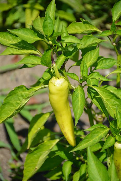 Also known as tuscan peppers, sweet italian peppers, or golden greek peppers. Hungarian Hot Wax Pepper (Capsicum annuum 'Hungarian Hot ...