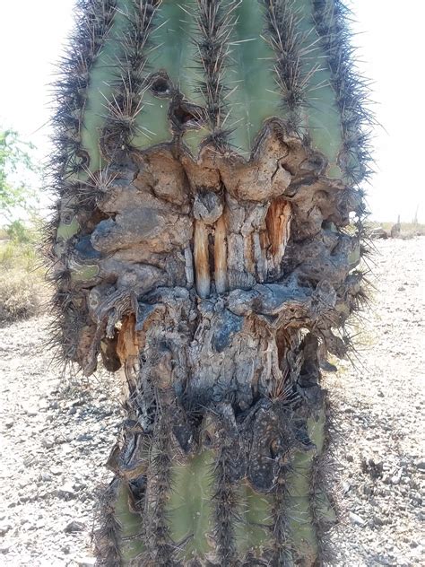 Can a saguaro cactus really be grown from seeds in a pot? SMB4 SMW TSRP2R Zycloboo's Challenge v2.2 - Final Action ...