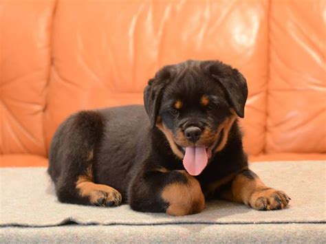 Your chihuahua rottweiler stock images are ready. Chihuahua rottweiler mix for sale | Dogs, breeds and ...