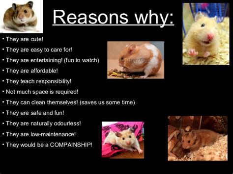 Check spelling or type a new query. Why we should get a syrian hamster!