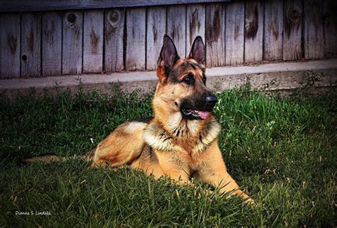 Changing dog food can causing diarrhea. Pin by The German Shepherd on German Shepherd:Part 42 ...