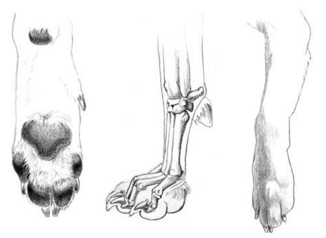 A cat has 5 toes on their front paws and only 4 on their back paws. Effective care of Paws… | Dog anatomy, Dog skeleton, Paw