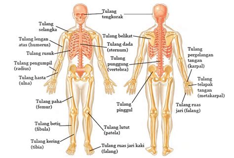 Berdasarkan letaknya, rangka manusia dapat dibedakan menjadi 3 bagian utama, yaitu rangka kepala atau disebut dengan tengkorak, rangka badan, dan di dalam rangka anggota gerak terbagi menjadi dua macam, yaitu pada bagian atas dan pada bagian bawah. Sistem Rangka Manusia: Definisi dan Fungsinya. | Kamus Q