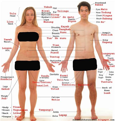 Women generally have wider hips than men. Sumandak Dusun Sabah: Let's Learn Dusun Language IV