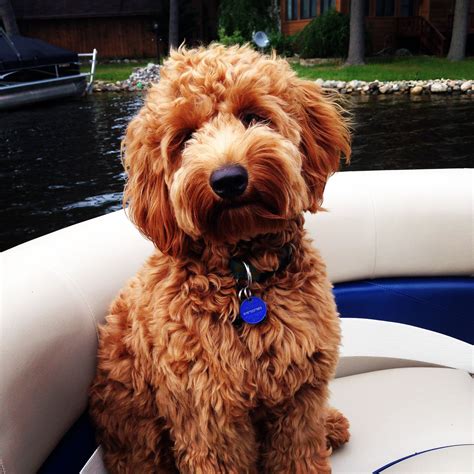 Number 1 haircut, number 2 haircut etc. #goldendoodle #boating | Goldendoodle haircuts ...