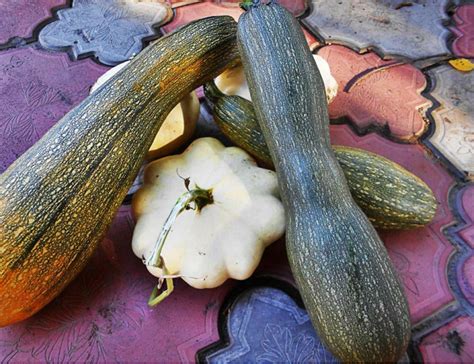 How much space between zucchini plants. How To Plant And Care For Zucchini - Best Landscape Ideas