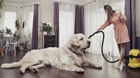 The canister can be easily. Young woman cleaning big dog | Big dog breeds, Big dogs ...