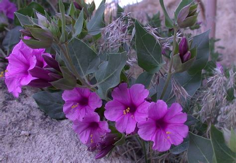 Lobelias, irises, calla lilies, and other dangerous plants. Showy Four O'Clock, Bandelier National Park, #NewMexico ...