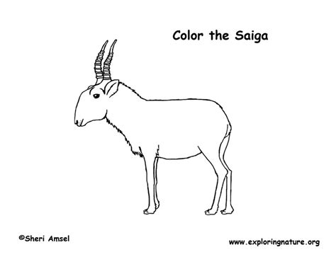 Choose from 14 original flower coloring sheet designs. Antelope (Saiga) - Coloring Nature