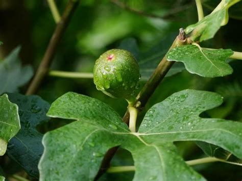 Die feige sollte jedenfalls schon im frühjahr in die erde gepflanzt werden. Feigenbaum überwintern - so überwintert ihre Feige richtig