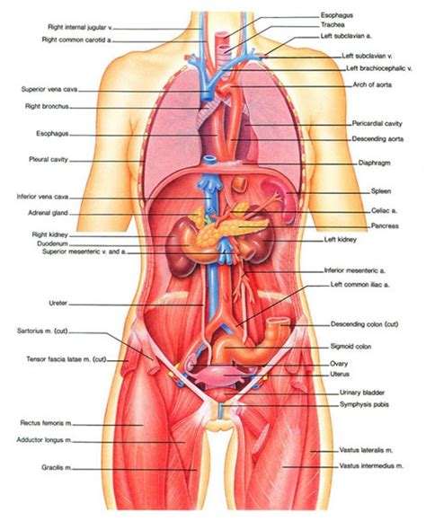 Organs and organ systems represent the highest levels of the body's organization (figure 1). Drawing The Human Figure - Tips For Beginners | Human body ...