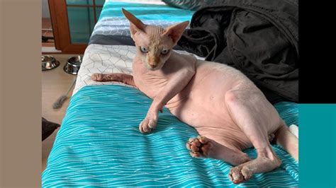 The canadian sphynx originated in canada in 1966. 스핑크스 고양이는 진짜 털이 없을까요? Does the sphinx cat have no fur ...