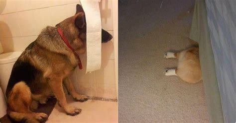 Help it get used to your presence by sitting near its hiding spot. 20 dogs who think they've found the perfect hiding place