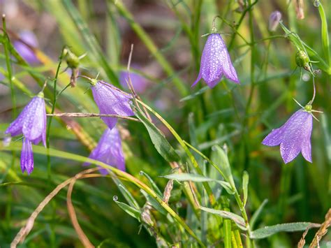 Die glockenblume ist außerdem die gattung mit den meisten kleinräumig verbreiteten arten in nicht jede glockenblume lässt sich im garten anbauen. Glockenblume Foto & Bild | pflanzen, pilze & flechten ...