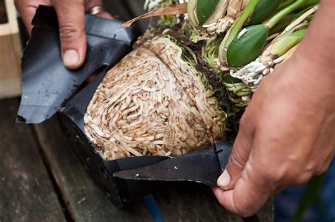 This article covers how to breed and grow orchids from seed at home. How To Transplant Your Orchid To A Bigger Pot - GardenTipz.com