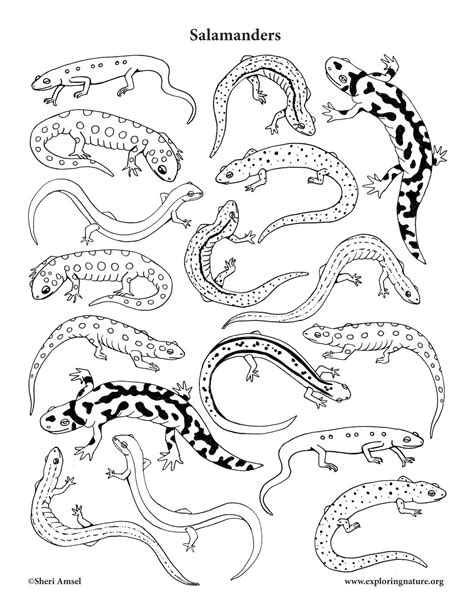 And you can find it in the. Salamanders Coloring Page