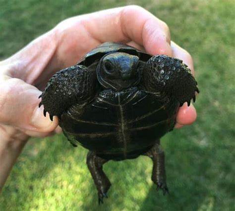 Captive bred eastern hermann's tortoise hatchlings for sale cheap. Baby Aldabra Tortoises | Tortoise Mart