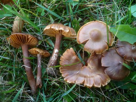 Cortinarius hinnuleus - identifier-les-champignons.com