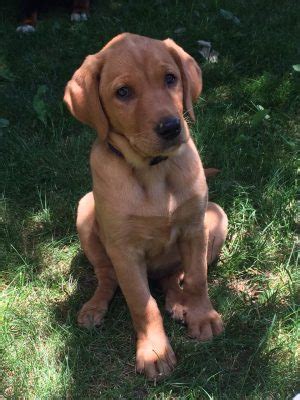 We a have a beautiful fox red lab puppy she was the only one from a litter of seven. Fox Red Labrador Retriever Puppies For Sale | Derby Labradors