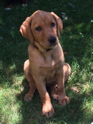 The highly prized fox red labrador color dates back to the original bloodlines of the labrador. Fox Red Labrador Retriever Puppies For Sale | Derby Labradors