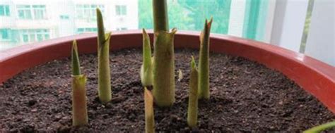 Many cacti can be propagated successfully by stem cuttings. Planting method of Calla seed ball - The Plant Aide