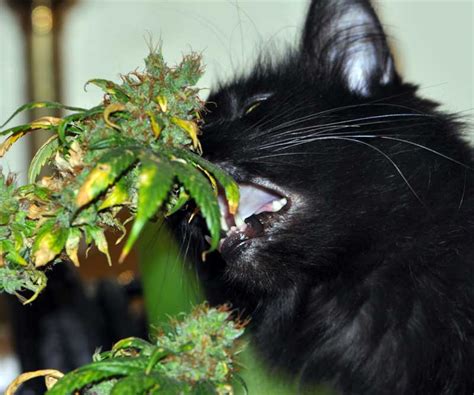 He was carrying a black umbrella. Animals on Cannabis - A cute picture gallery | Grow Weed Easy