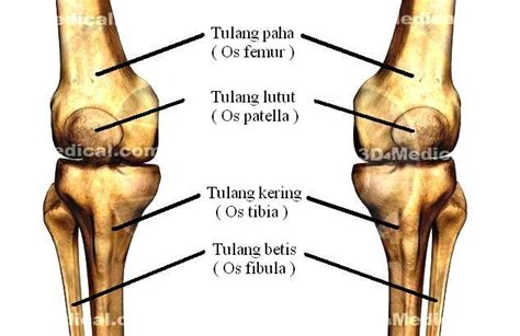 Maybe you would like to learn more about one of these? Sakit Lutut, Asam Urat Atau Rematik Atau Apa? oleh Kosasi ...