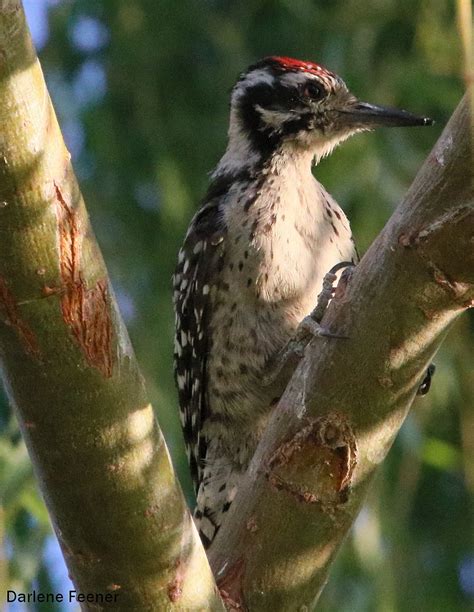 Because of its size, it is able to make a living even in scrubby growth along dry washes (other desert. IMG_5266 | Ladder-backed Woodpecker: Male FAMILY:: PICIDAE ...
