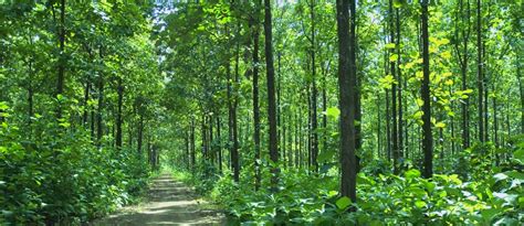 Perbedaan antara sebuah tegakan yang rapat dan jarang, lebih mudah dilihat bila menggunakan kriteria pembukaan tajuknya. 3 Hutan Yang Terkenal Angker Di Jawa Tengah