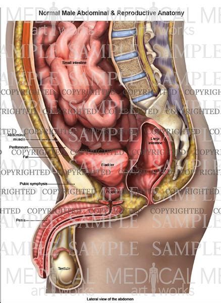 These muscles resemble sheets of muscle tissue, flat and in some cases even straight during contraction. Lateral abdominal and reproductive anatomy of male ...
